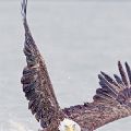 Eagle Flying With Duck In Tow (Mat 19X26   Print 14X21)  JAH-13-428